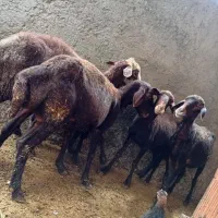 ۵عدد میش کردستانی