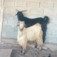 کهره نر