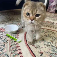 گربه اسکاتیش نر