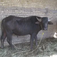 سلام فحل دواب اثلیثی گاومیش