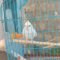 عروس هلندی
