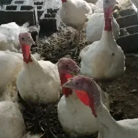 بوقلمون گوشتی سنگین