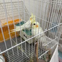 هروس هلندی