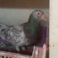 کبوتر کوهی دورگ