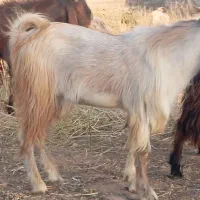 جبش چاق تخت بذری و مخصوص قربانی
