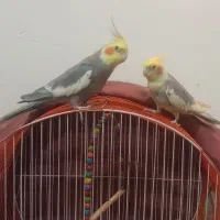 عروس هلندی
