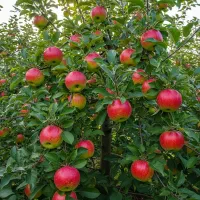 فروش نهال سیب گالا با ریبل ضمانت