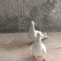 کبوتر