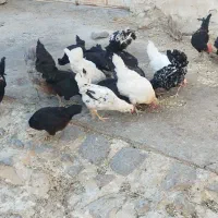 مرغ خروس گلین ریشی