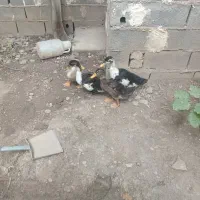 اردک 5ماهه