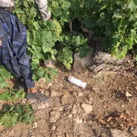 فروش عمده غوره دشمن زیاری