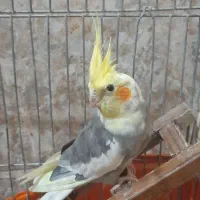 طوطی عروس بالغ با جوجه