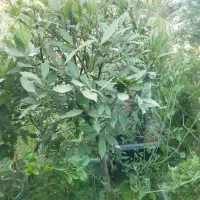 کارگری جهت کار در نهالستان
