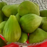 انجیر