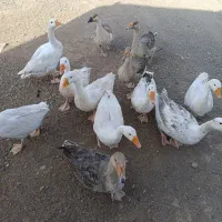 قوغاز ۸ماهه