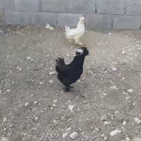 مرغ