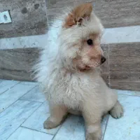 چاو چاو فوری