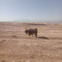 سابرین