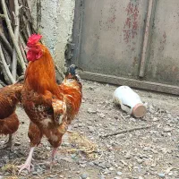 خروس محلی پاپر