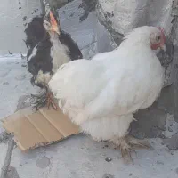 سلام خدمت دوستان فروشی جفت مینیاتوری مرغ