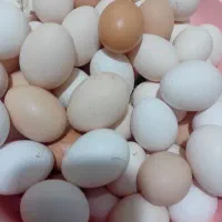 تخم مرغ بومی