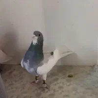 کفتر شهری بی عیب