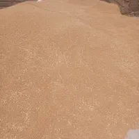 گندم ترابی عالی
