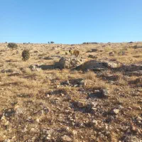 سگ ماده شکاری هلیلان