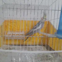 عروس هلندی