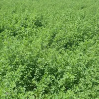 کاه یونجه درجه1