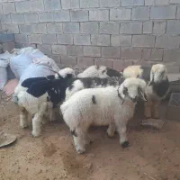 بره چاق