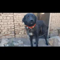 ۲ سگ ماده