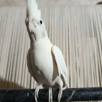 عروس هلندی نر