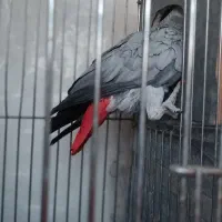 جفت کاسکو تازه جفت