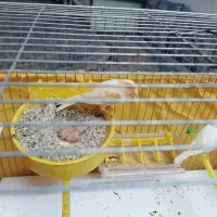 جفت قناری|پرنده|یزد, |دیوار