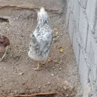 مرغ و خروس گلین
