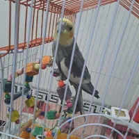 پرنده|پرنده|فردوسیه, |دیوار