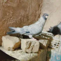 موشی نقره ای کاکلی طوق سفید