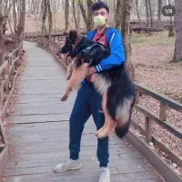 یک جفت ژرمن نرو ماده شولاین ماده بلوتی نر بلک
