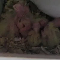 جفت مولد عروس و کوتولهو جوجه سرلاکی