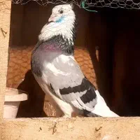 کبوتر ابلق