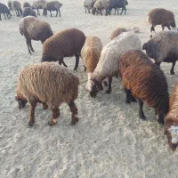 تعداد ۴۰ راس بره بین ۴۰ تا ۵۰ کیلو افشار