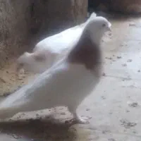 کبوتر طوقی