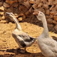 غوغاز اصیل