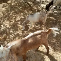 کهر