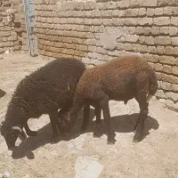 بره نر برا قربانی