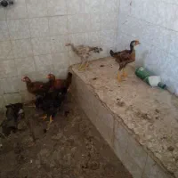 جوجه محلی