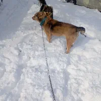 واگذار|سگ|ایواوغلی, |دیوار