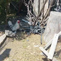 خروس پاکوتاه پنج انگشت پاپر