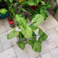 گل و گیاه آپارتمانی